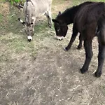 U Sole * アジャクシオ