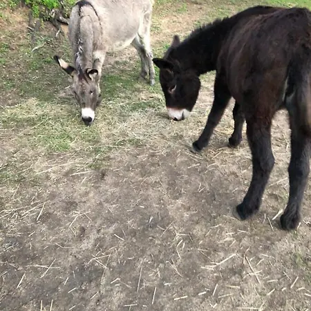 U Sole * أجاكسيو